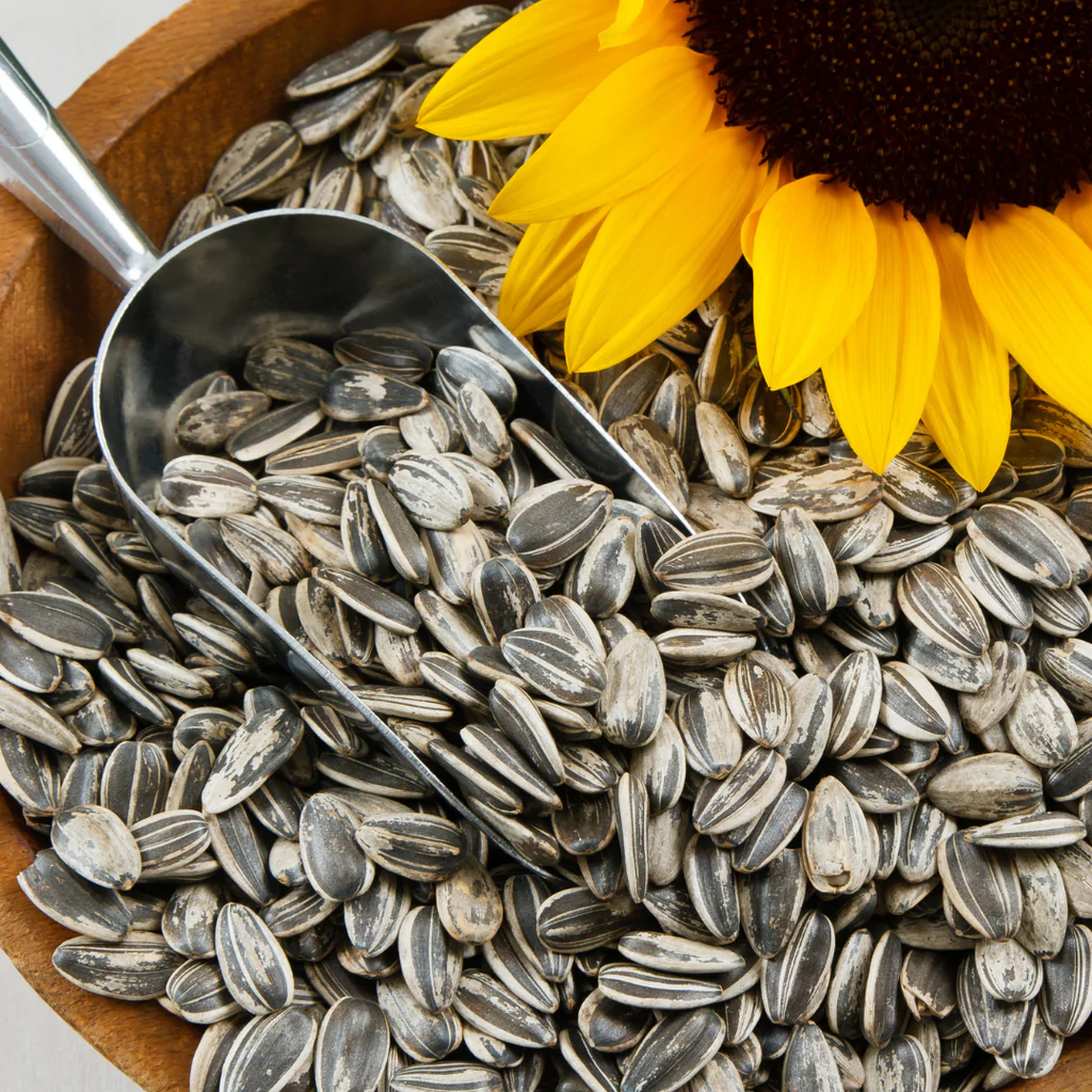 do-sunflower-seeds-have-any-health-benefits